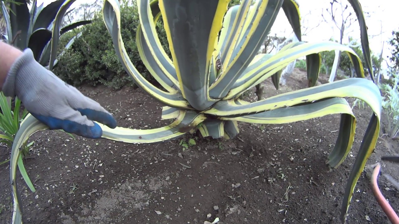 Agave - Potatura