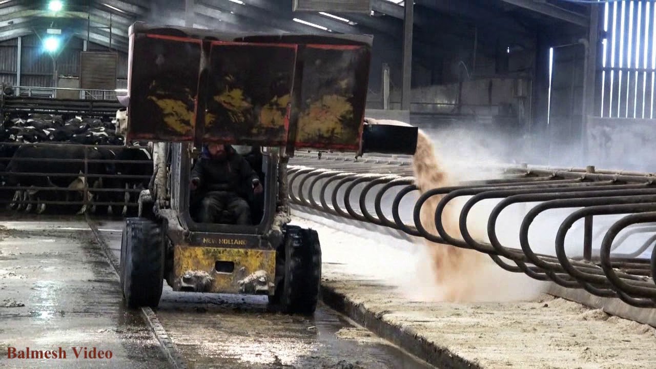 Bedding for Cows - NH Skidsteer Action.