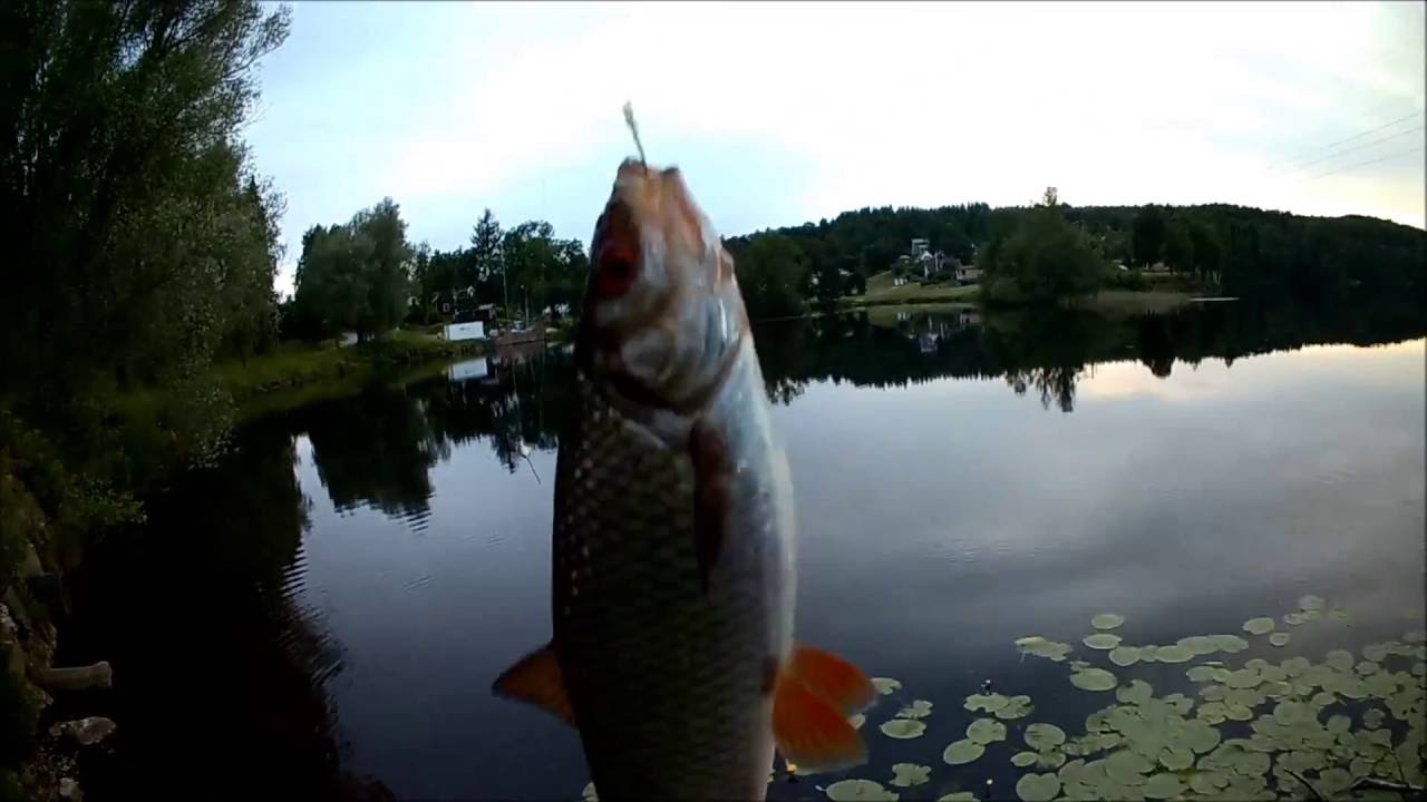Fiska brax Gårlången #3