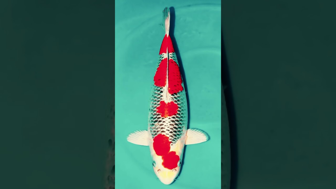 Japanese Koi: Kujaku (Nishikigoi)