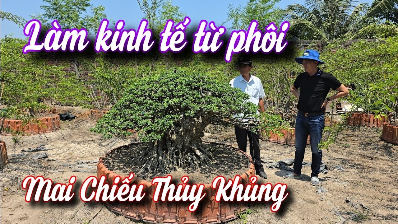 SH.8908.Bất ngờ gặp nghệ nhân miền tây làm từ phôi Mai chiếu thủy thành cây nhiều tỷ đồng.0913843559