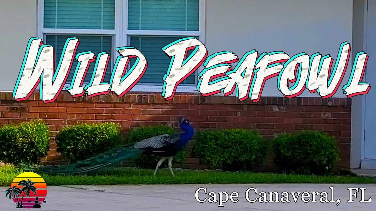 Cape Canaveral Peacocks