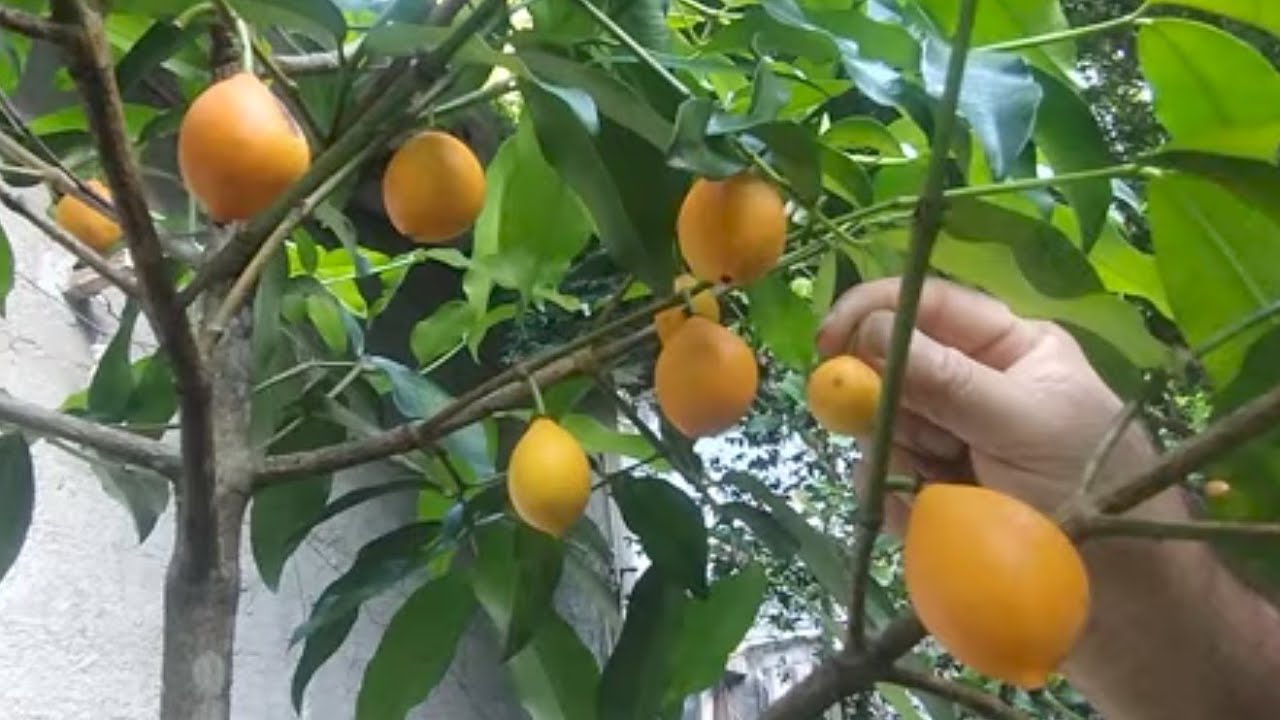 Frutífera produzindo vaso bacupari estalo e mirim mirtilo peludo Limão Uruguaio condessa goiaba 