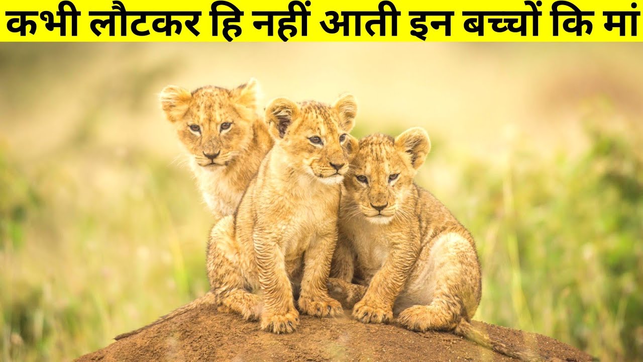 इन बच्चों कि मां शिकार करने तो गई, पर कभी वापस हि नहीं लौटी || The True Story Of Desert Lions ||