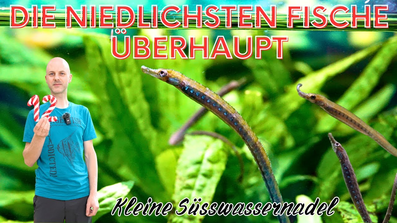 Seepferdchen für das Süßwasseraquarium | Die Süßwassernadel  | Türchen 12