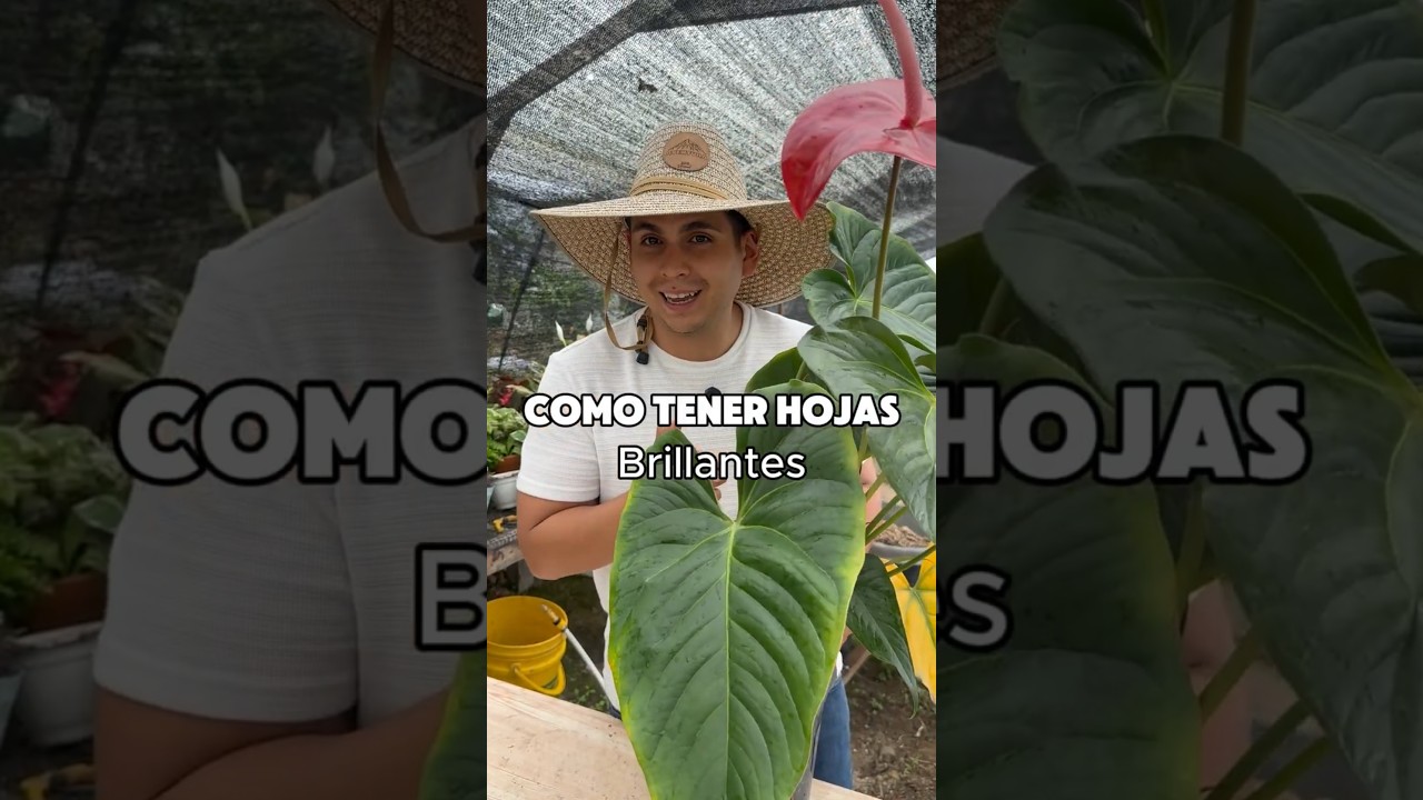Tu planta lo va a amar: hojas limpias y brillantes 🍃💚