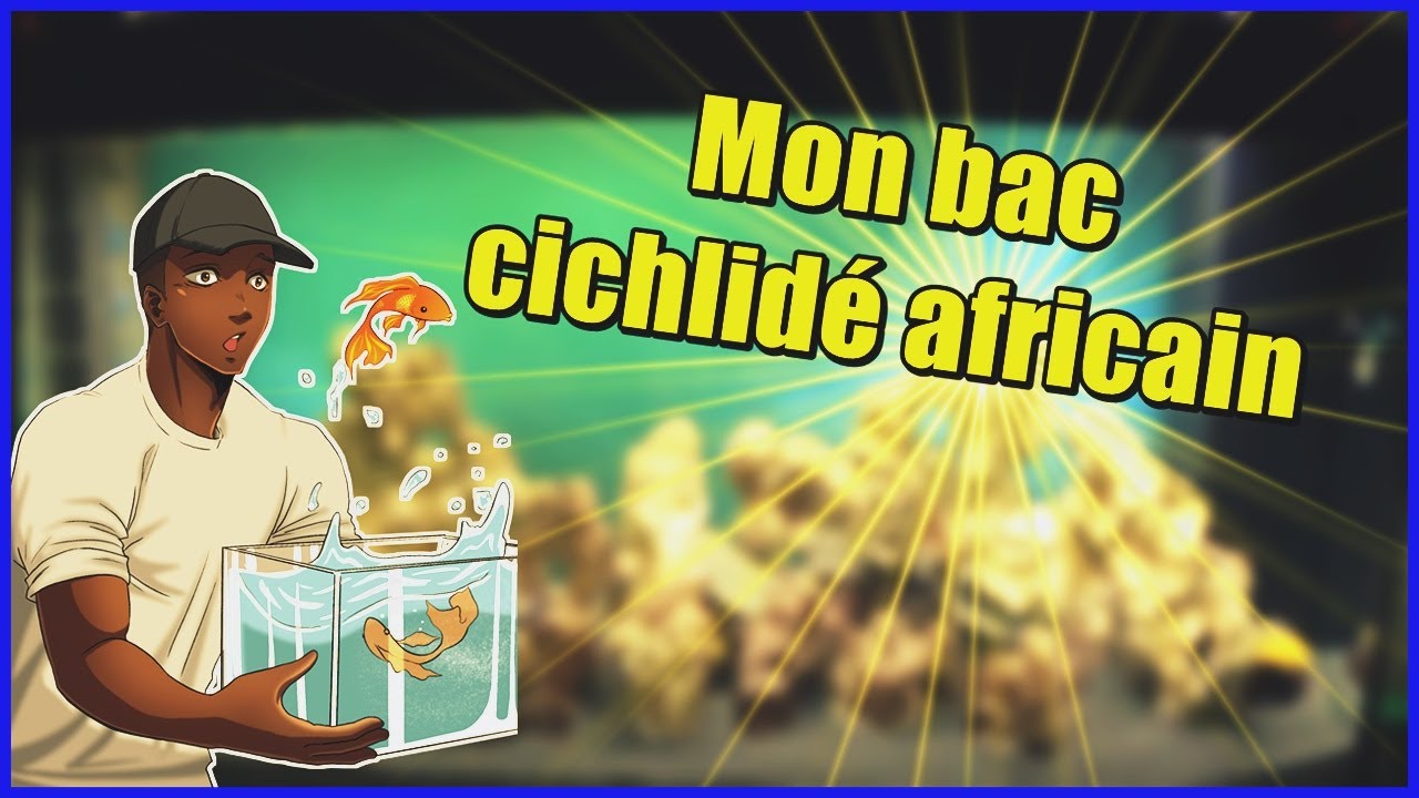 MON 1ER AQUARIUM 450L CICHLIDÉ AFRICAIN