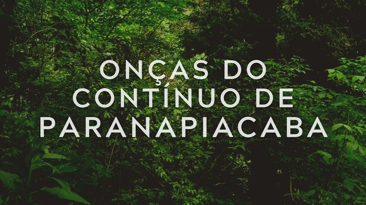 Onças do Contínuo de Paranapiacaba- EP 1. O projeto e a Importância do Contínuo