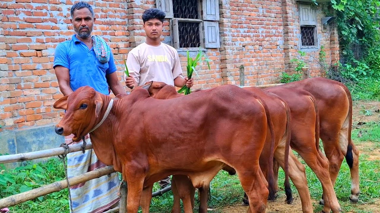 ১০ মার্চ 2026| বাছাইকৃত ৫ পিচ টপ কোয়ালিটির শাহীওয়াল জাতের ষাঁড় বাছুরের প্যাকেজ বিরামপুর থেকে