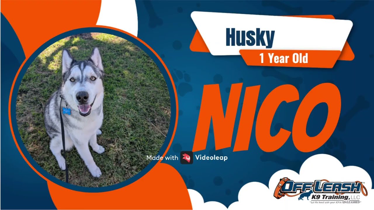Best Husky Dog Training | Salinas, CA | Nico