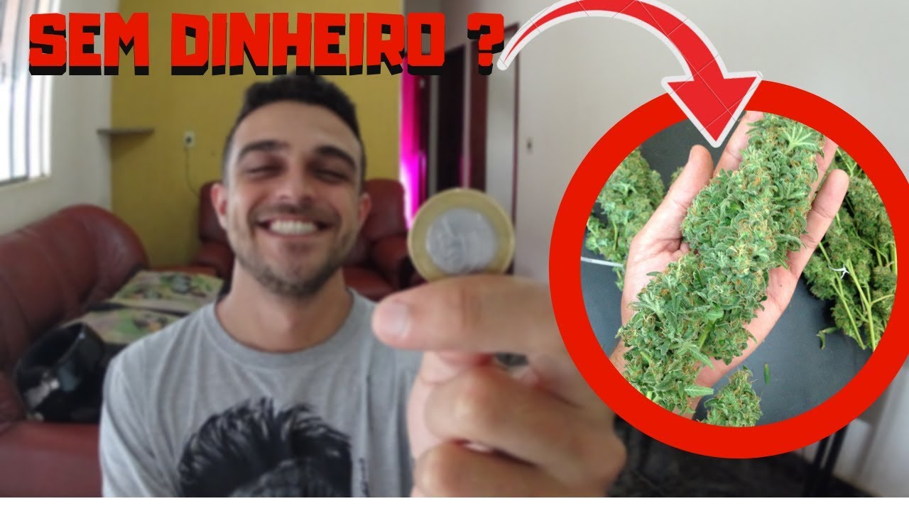 Como PLANTAR MACONHA SEM DINHEIRO ?