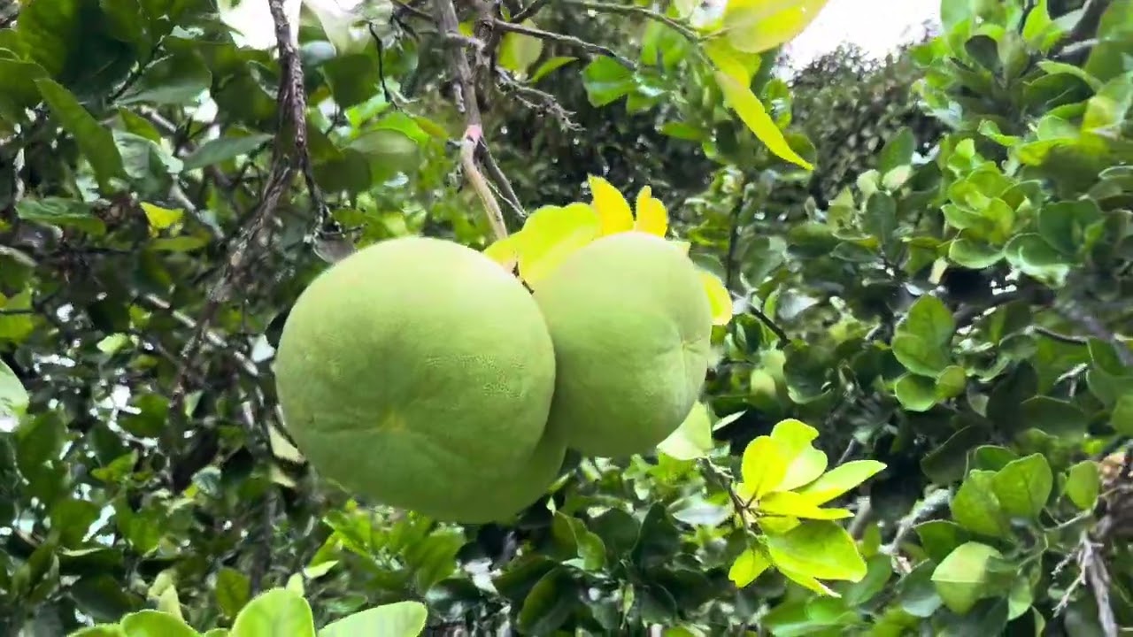Hidden Gem: Exploring Hilo's Secret Tropical Fruit Paradise 🌴🥭