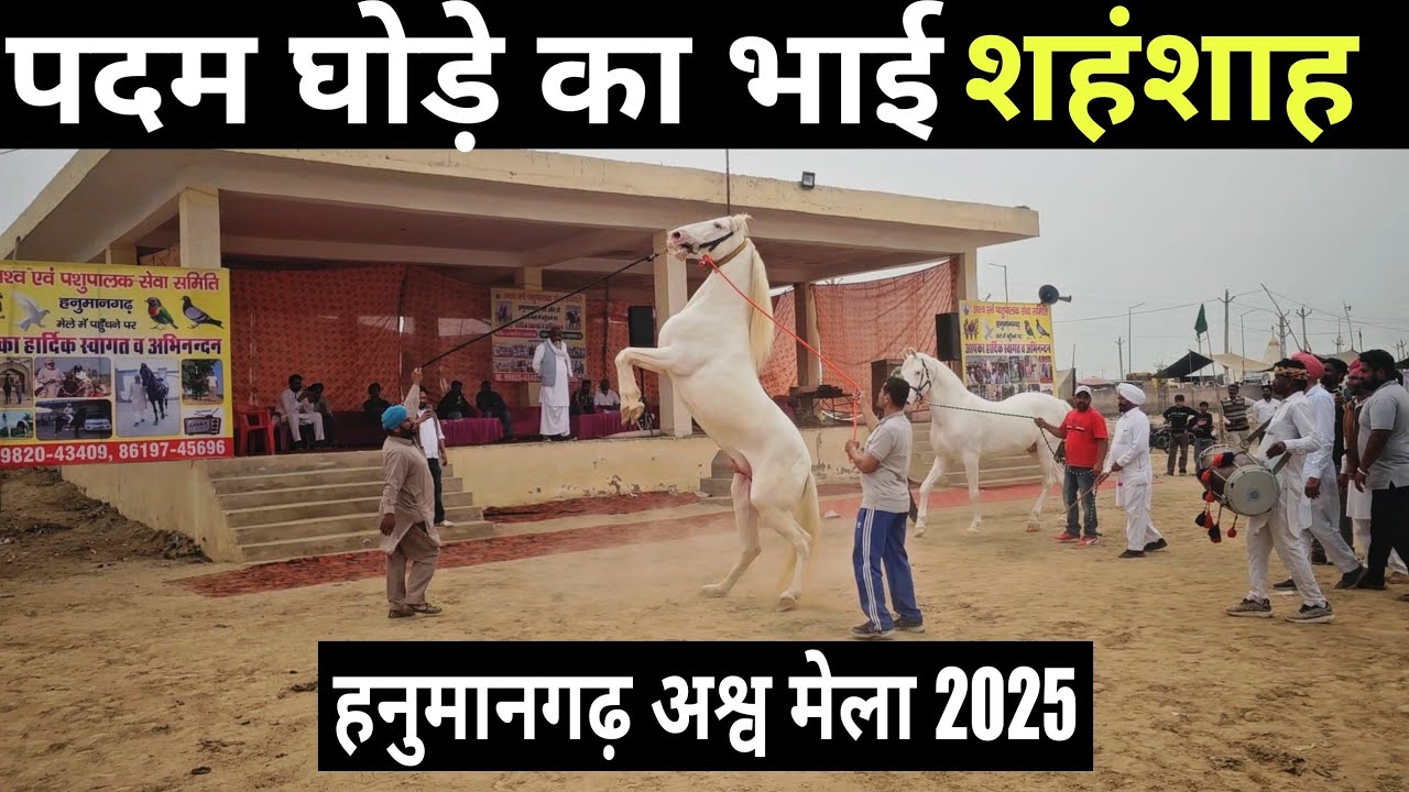 पदम के भाई शहंशाह ने मेले में सब को चौंकाया || Hanumangarh horse mela 2025