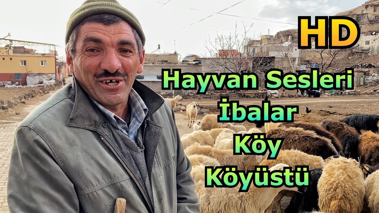 Hayvan Sesleri • Köy • Köyüstü • İbalar ᴴᴰ