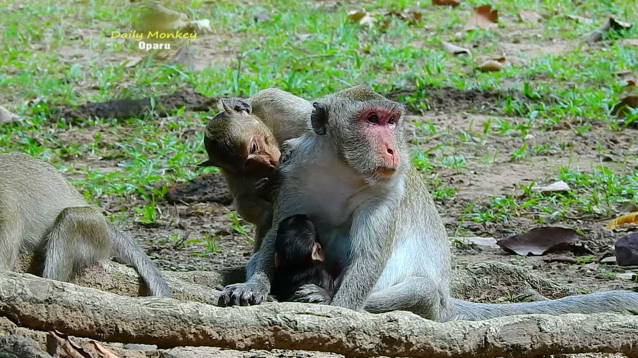 Successful JANNA Steal JAZZY And Run So Horribl By Scare JANE Monkey Attacking& She Escape So Faster
