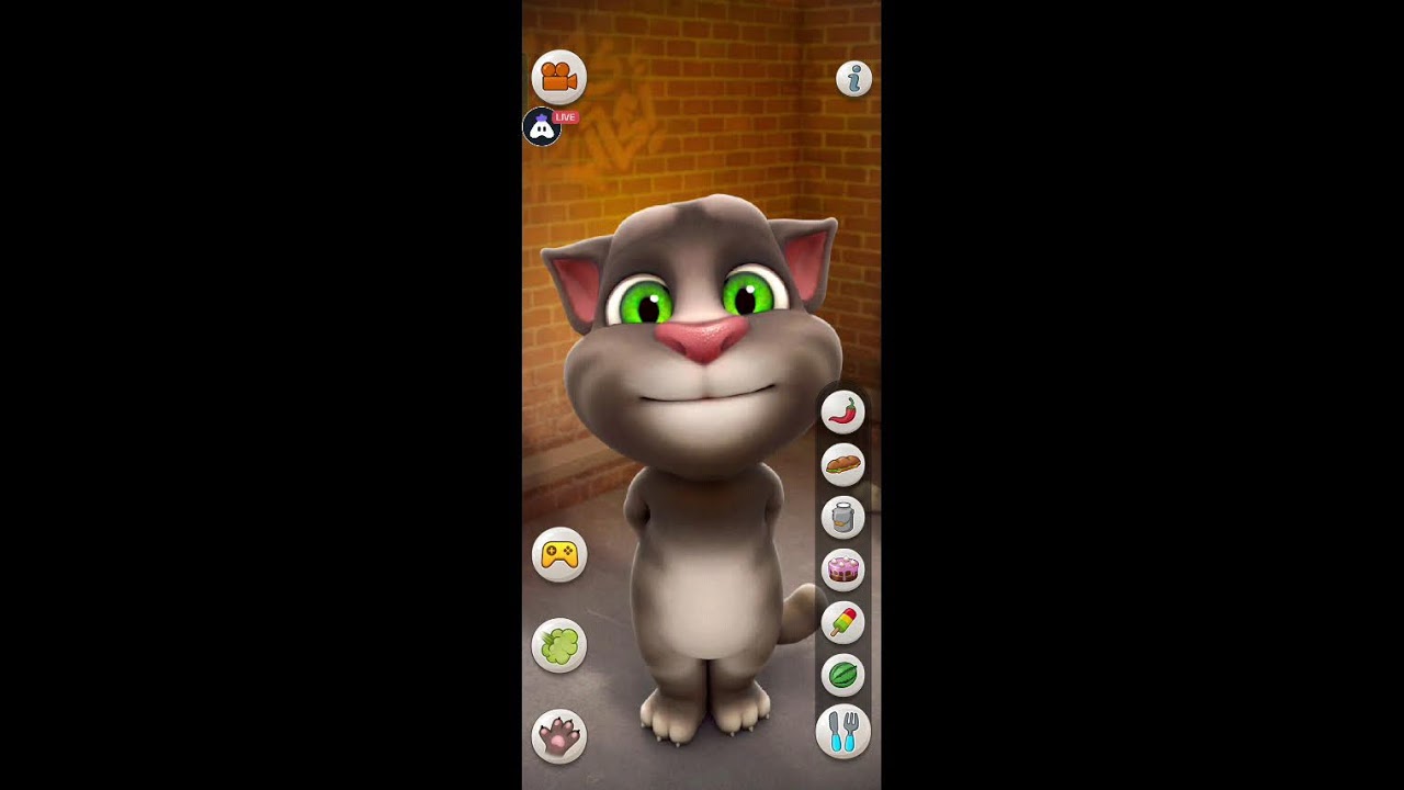 Tom cat funny
