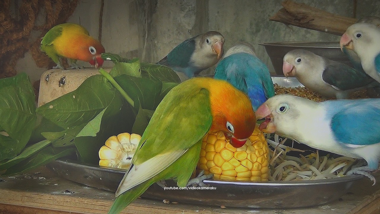 Lovebird House: Very End January 2026