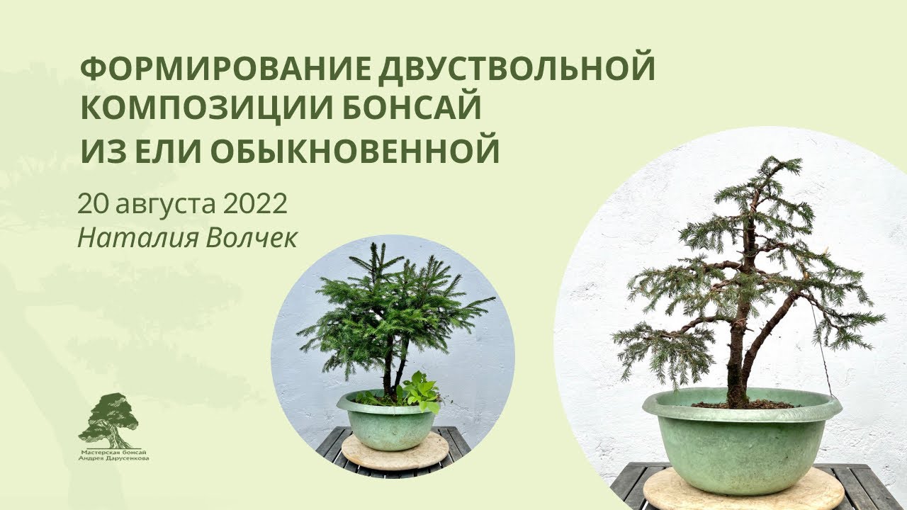 Обрезка и формирование ели #бонсай