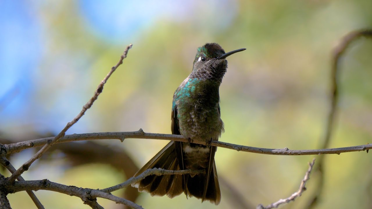 HDObservations : Rivoli's Hummingbird (4K UHD)