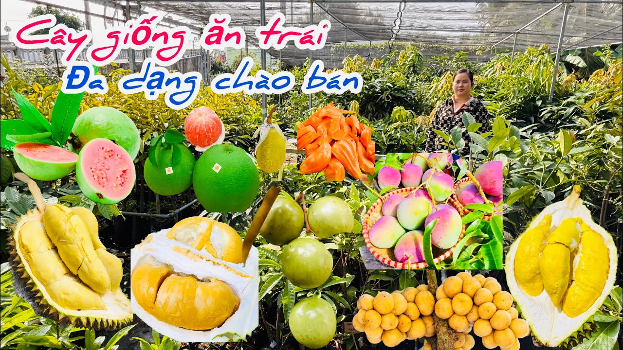 Cây giống ăn trái đa dạng nhiều loại chào bán bao ship..05/03😘📲 0977.416.876.Ken