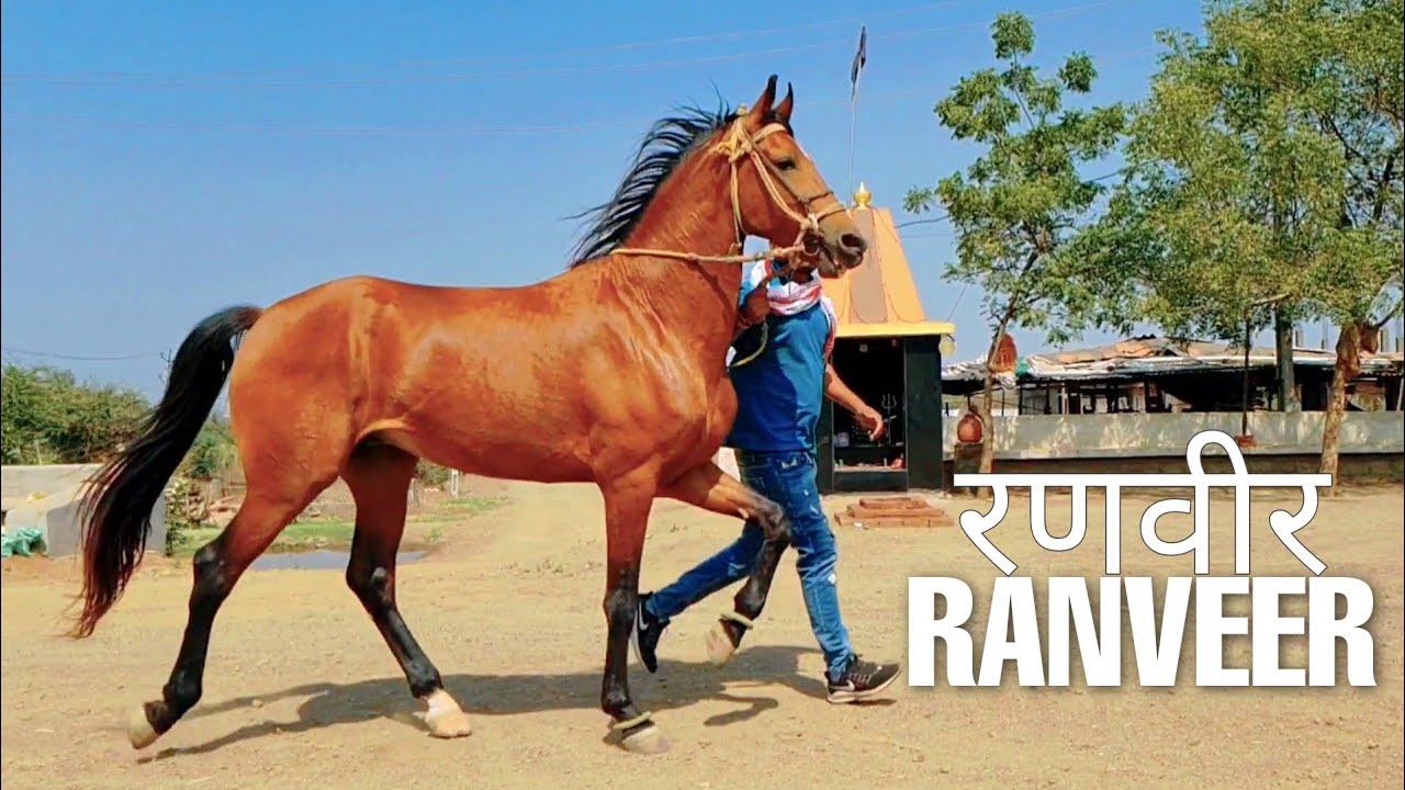 Stallion Ranveer - Rawal Chaal of Best Sindhi Horse at Rathwa Stud Farm, Kavant, Gujarat