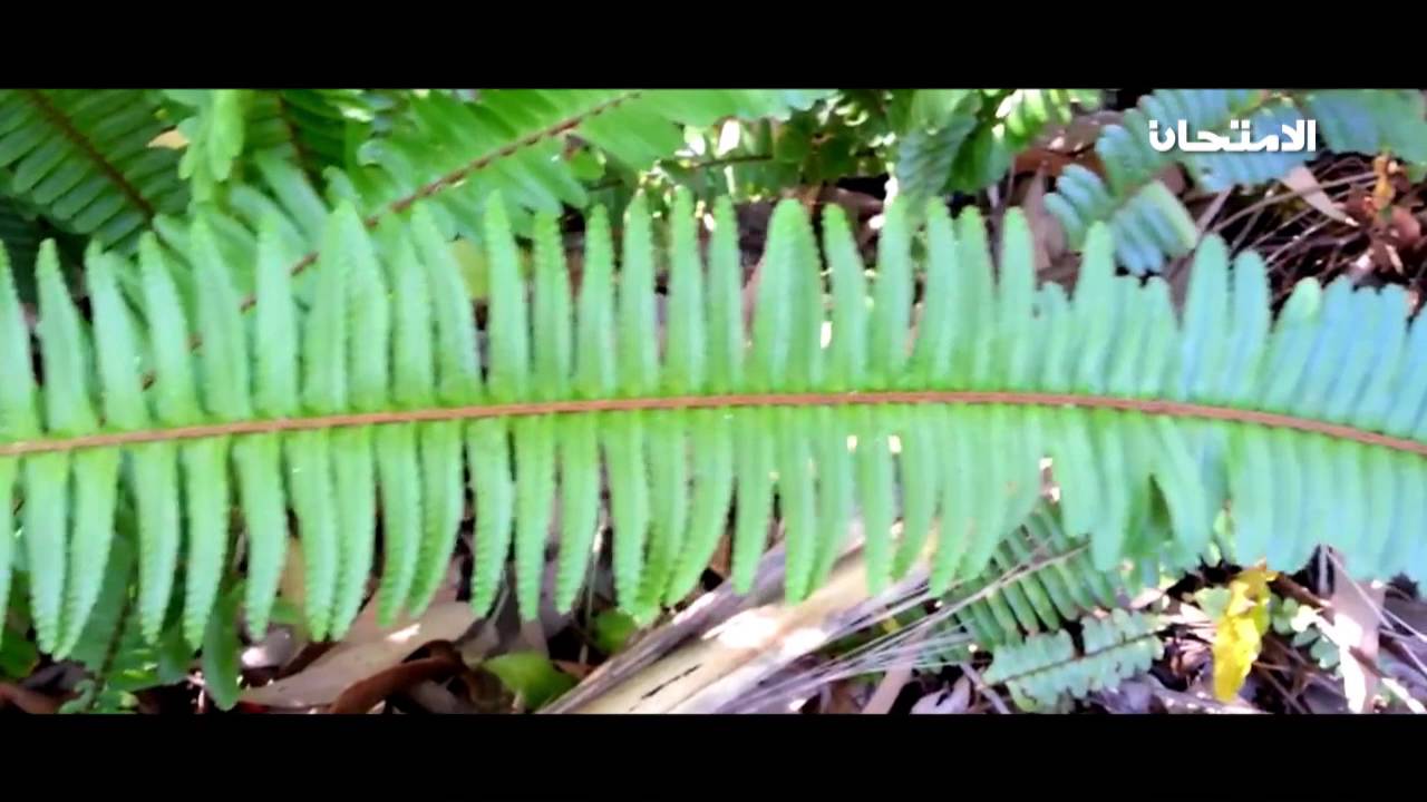 الأحياء - الصف الأول الثانوي - فحص السرخسيات