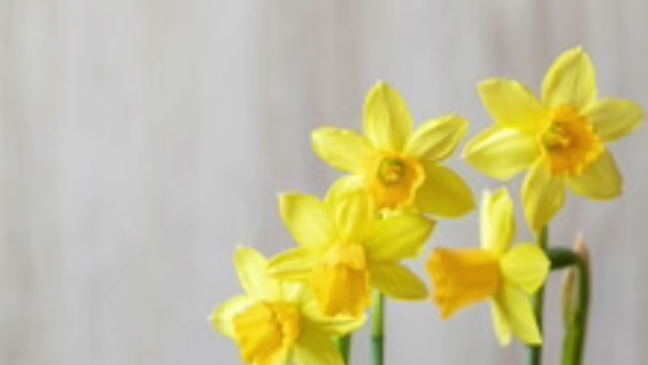 Daffodils