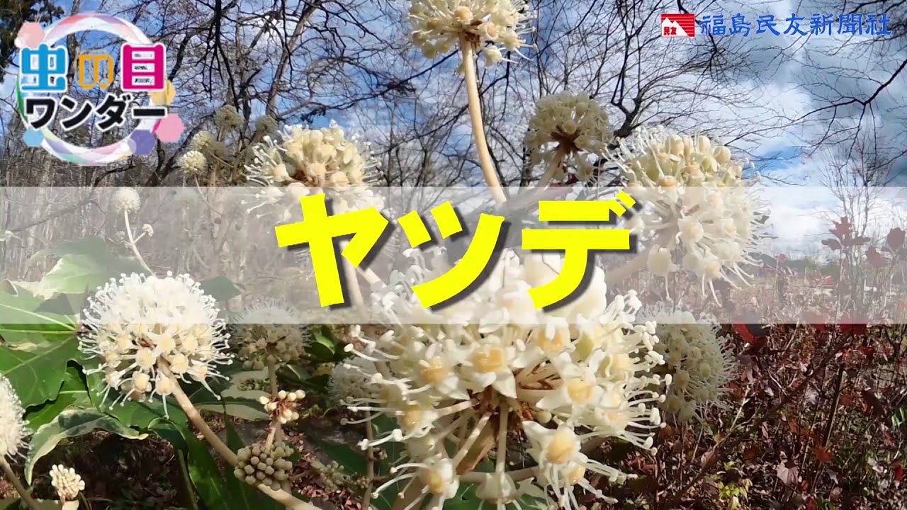 【虫の目ワンダー】ヤツデ