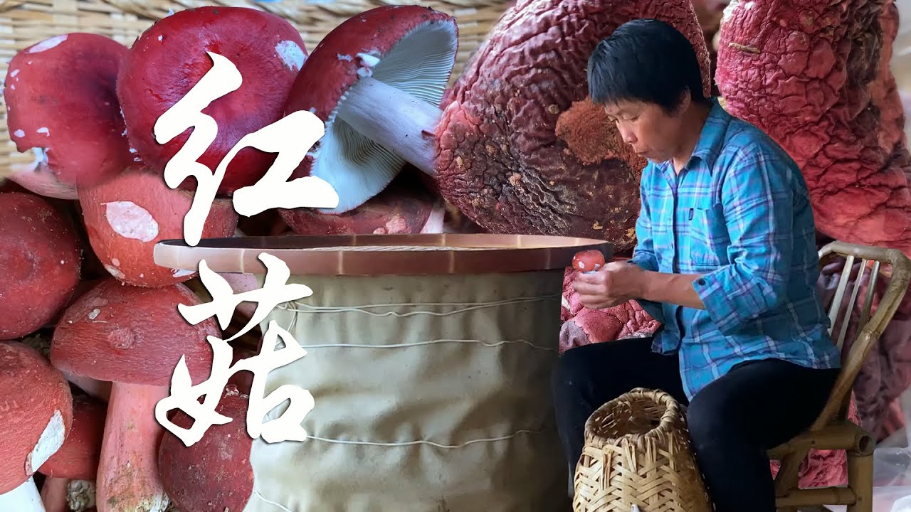 1000多元每斤的红菇长满山，农村大妈采了满满一竹篓，赚大发了！【闽湖阿嬤Fujian Grandma】