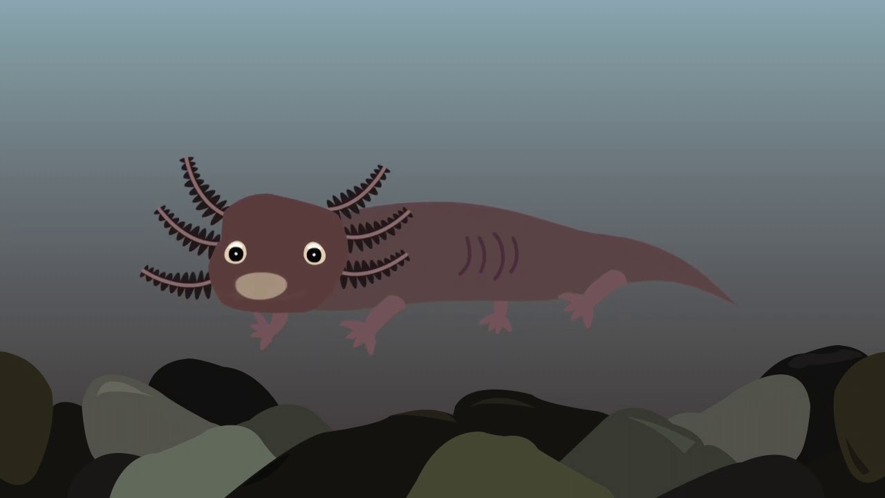 Animaci&oacute;n para la conservaci&oacute;n del ajolote