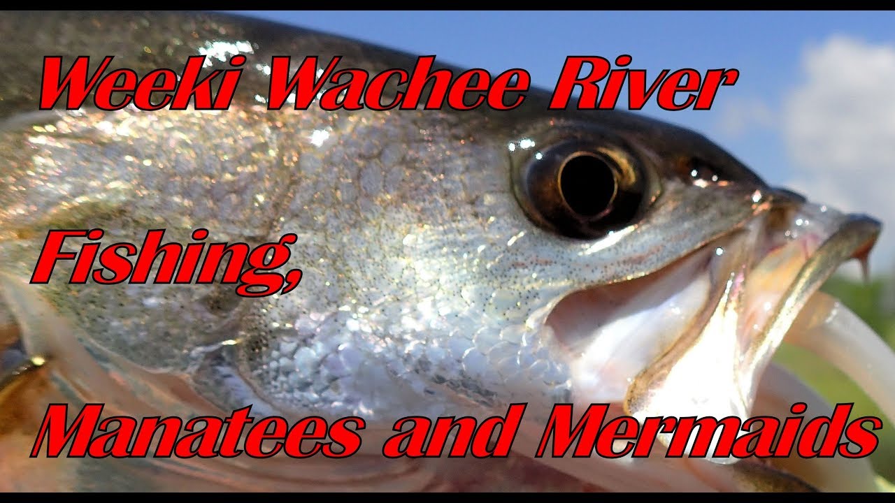 Weeki Wachee River Fishing, Manatees and Mermaids