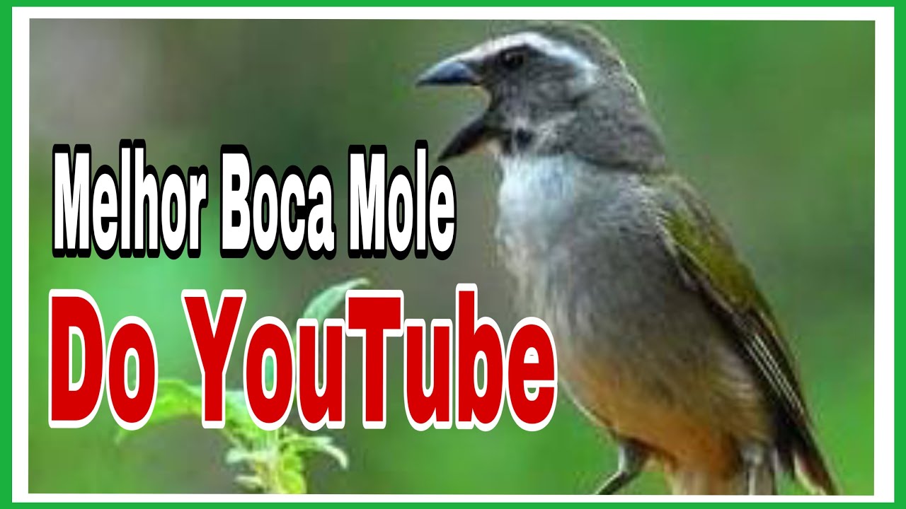MELHOR BOCA MOLE COM VIRADA CARATINGA BOI DE TODOS OS TEMPOS