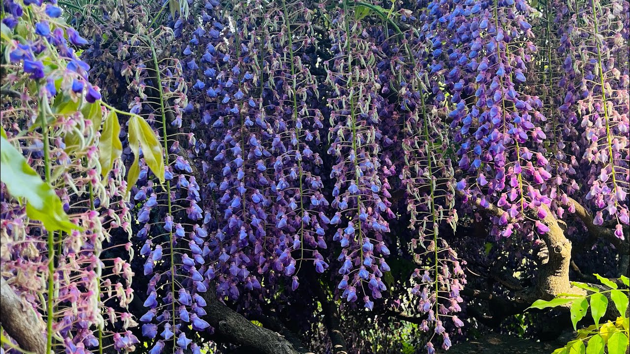 One of the secret gardens in Washington DC: Dumbarton Oaks
