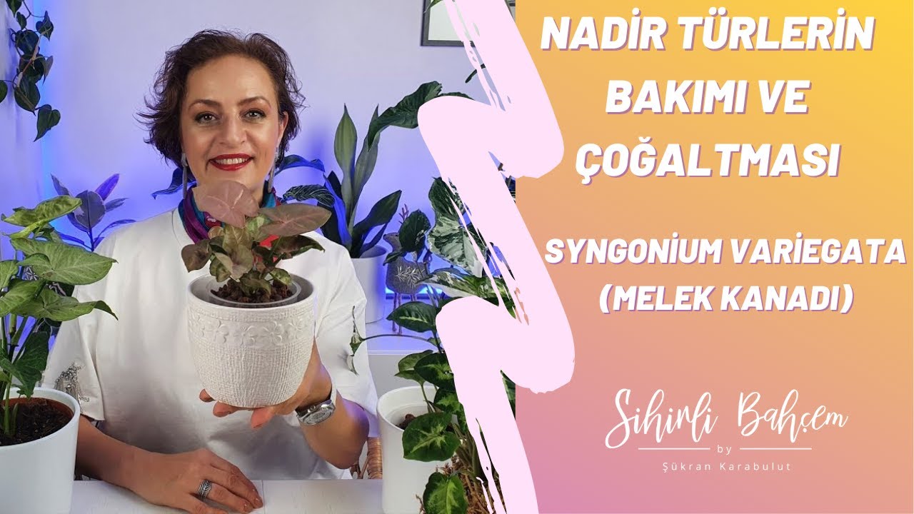 Nadir Türlerin Bakımı ve Çoğaltması | Syngonium Variegata (Melek Kanadı)