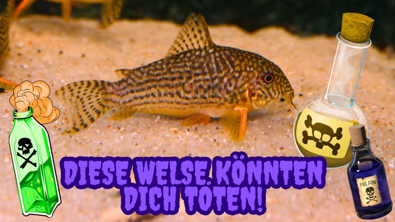 DIESE WELSE könnten dich TÖTEN