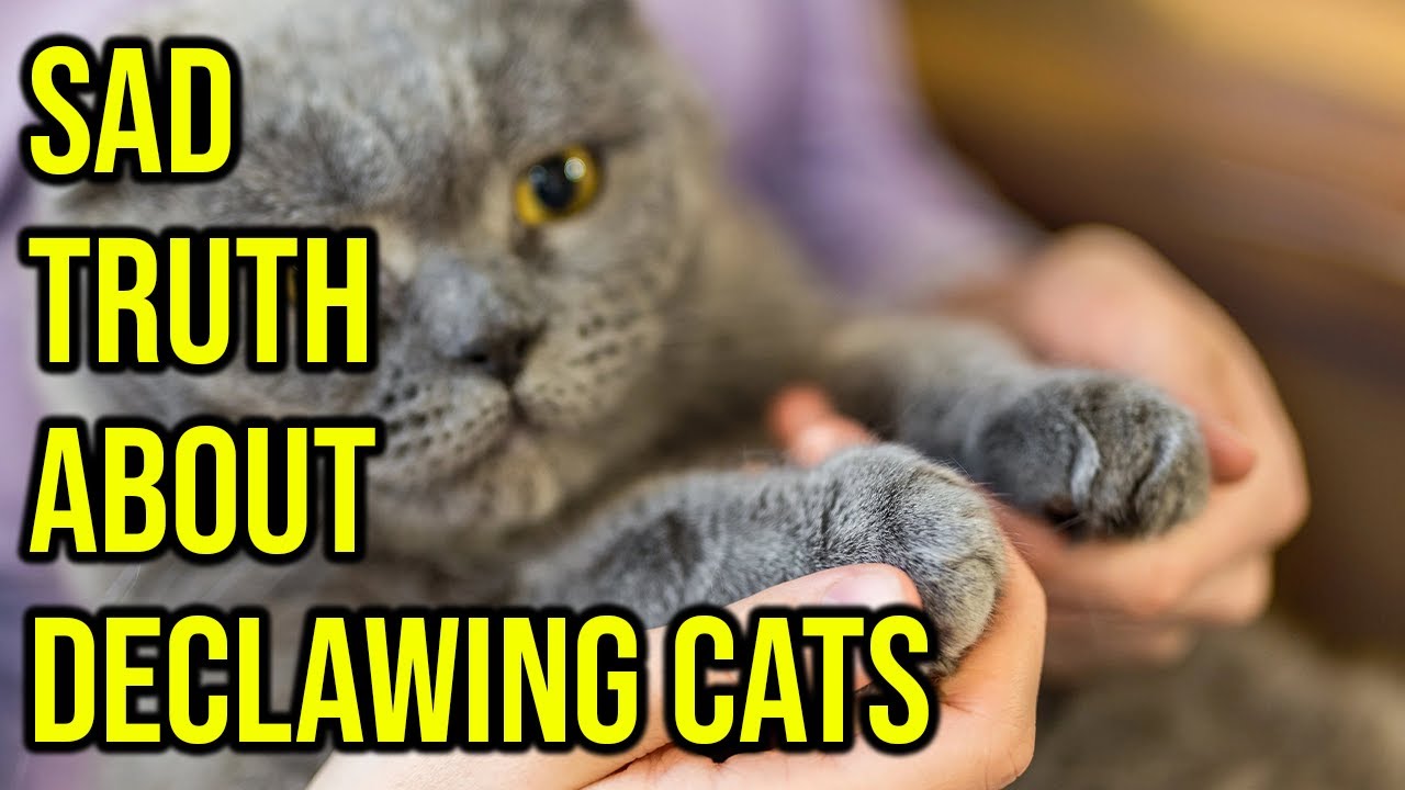 The Sad Truth About Declawing Cats You Need To Know