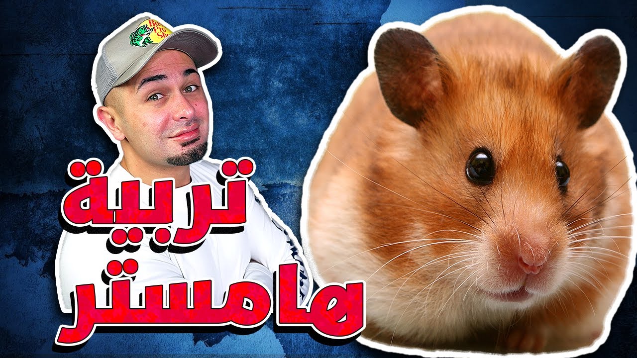 طريقة تربية الهامستر وكل شي بتحتاجه للعناية فيه - Hamster Care Routine