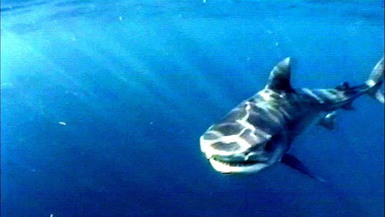 Tiger Shark Attacks and Mysteries - Deadliest Predator of the Reef
