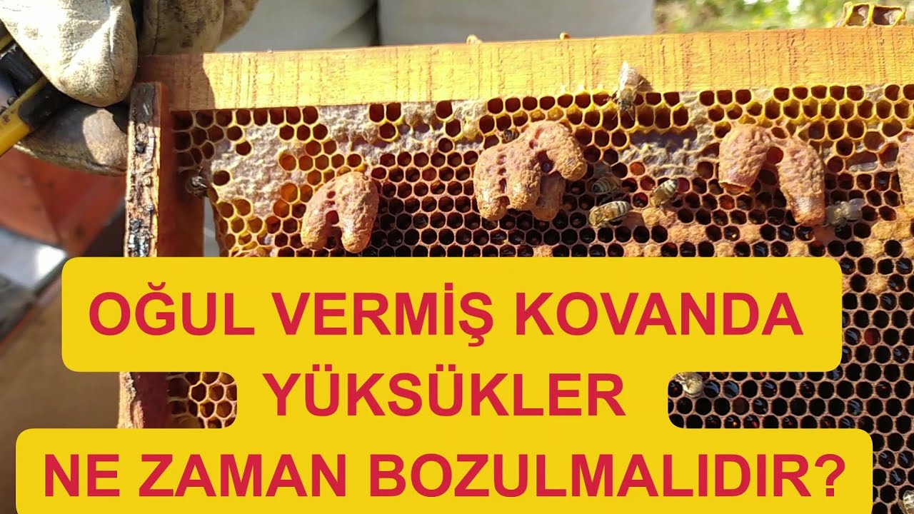 Oğul veren kovanda yüksük temizliği ne zaman yapılmalıdır?