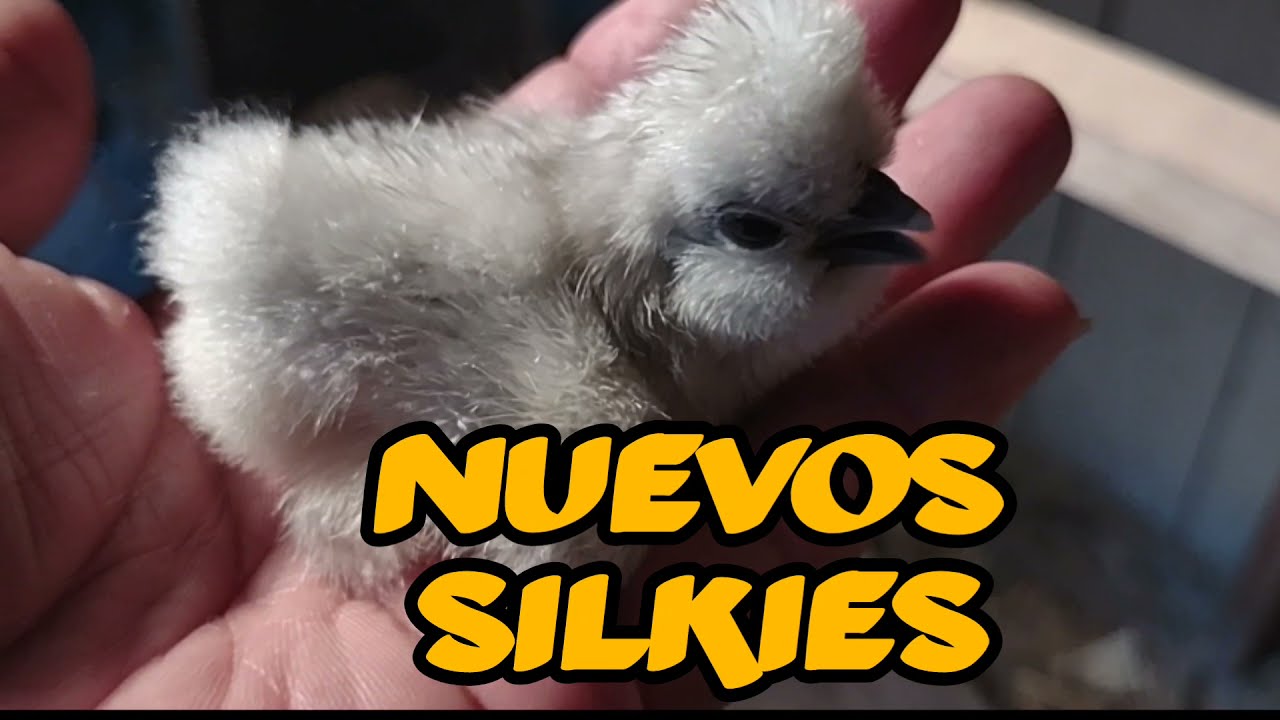 Nuevos Pollitos Sedosos (Silkie).
