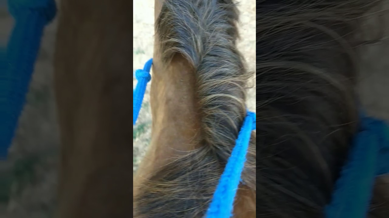 Trying out a new Indian war bridle