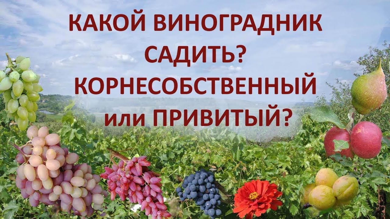@Какой виноградник садить, корнесобственный или привитый?