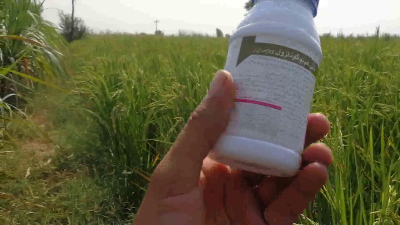 Rice crop systematic fungicide | Difenoconazole