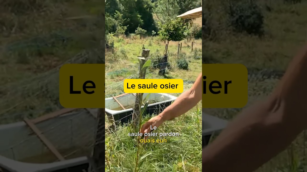 Comment bouture le saule osier ! #permaculture #jardin #jardinforet #autonomie #permaculture