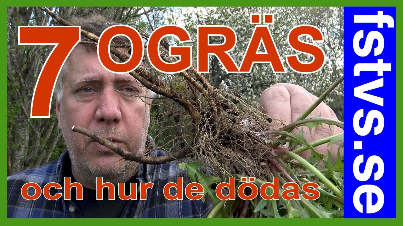 7 Ogräs – och hur de dödas