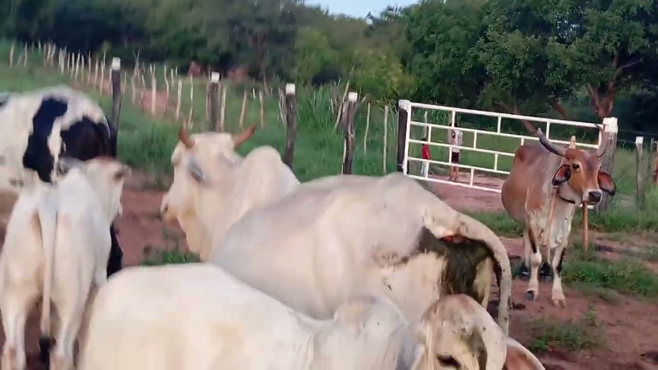 As vacas de cria está  bonitas🙏@fazendajosenunescoisadaroc462 