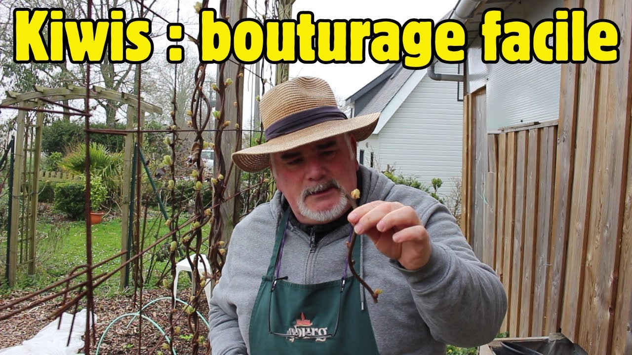 Bouturage de kiwis : toutes les étapes pour réussir facilement chez soi !