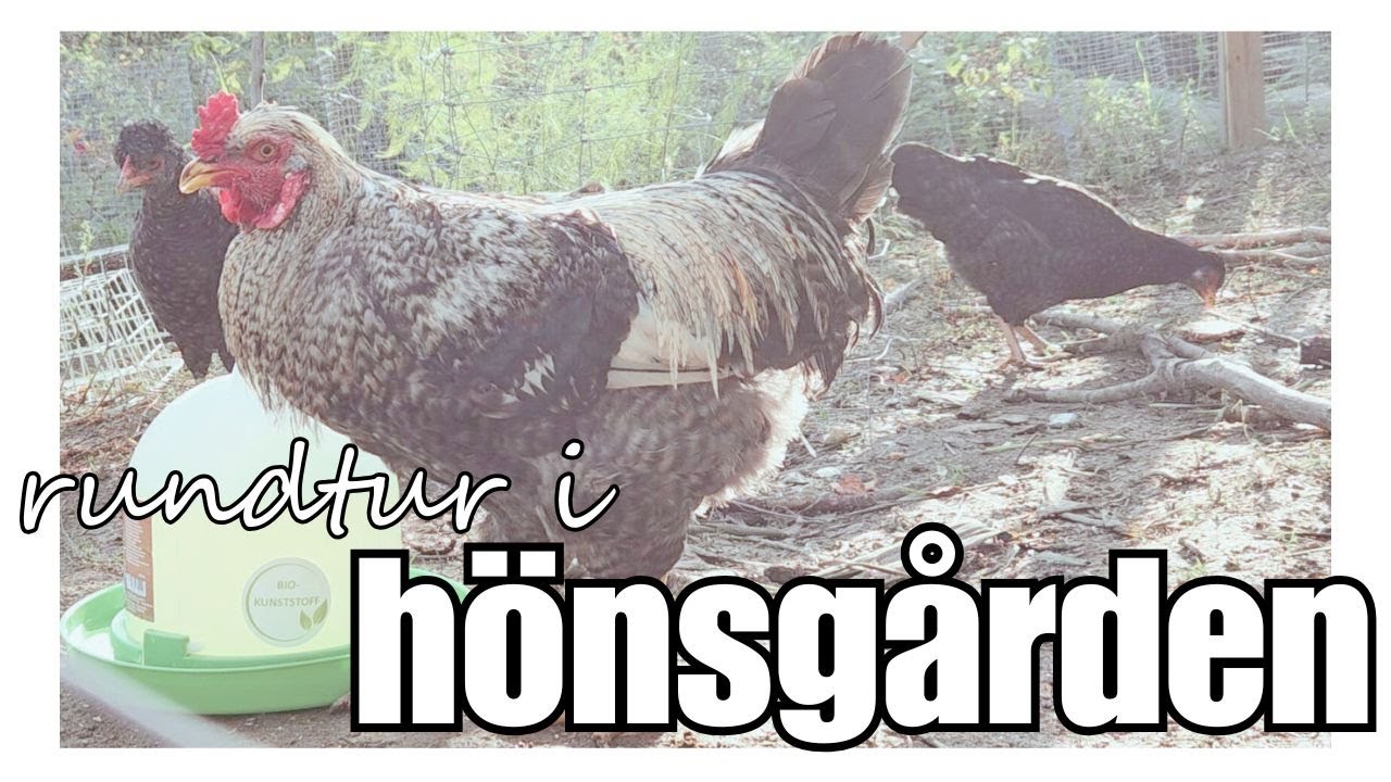 Full genomgång av HÖNSHIMLEN 🌳Träffa vår nya TUPP 🐓