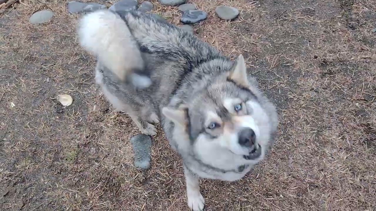 Kind people feed homeless dogs.