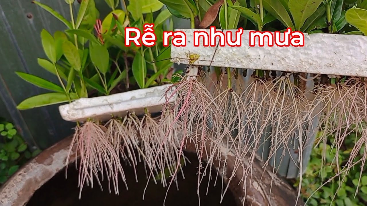 Cách nhân giống hoa mẫu đơn, nhân giống bông trang, cách giâm cành bông trang